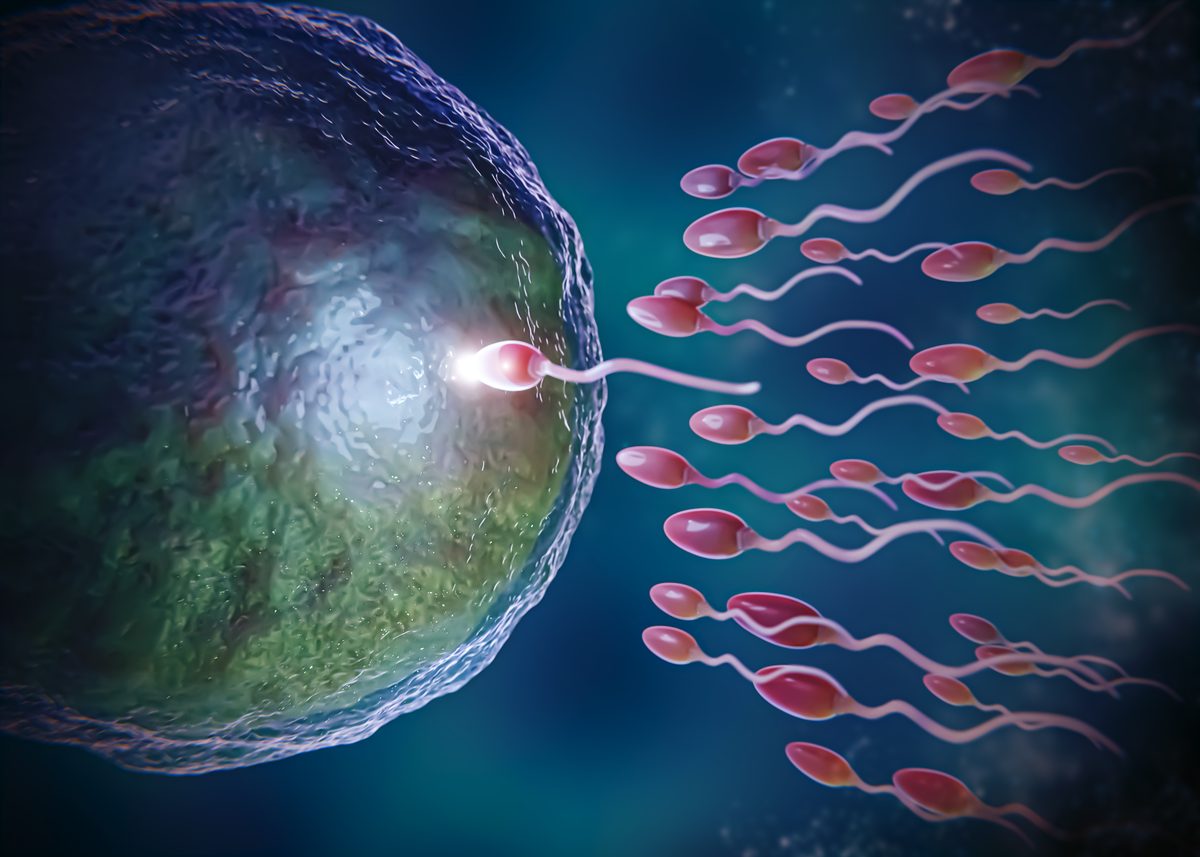 Scientific illustration of egg cell and sperm representing fertility conception — acupuncture treatment for natural conception support in Boca Raton by Ronen Rosenblatt Nir, L.Ac., AP