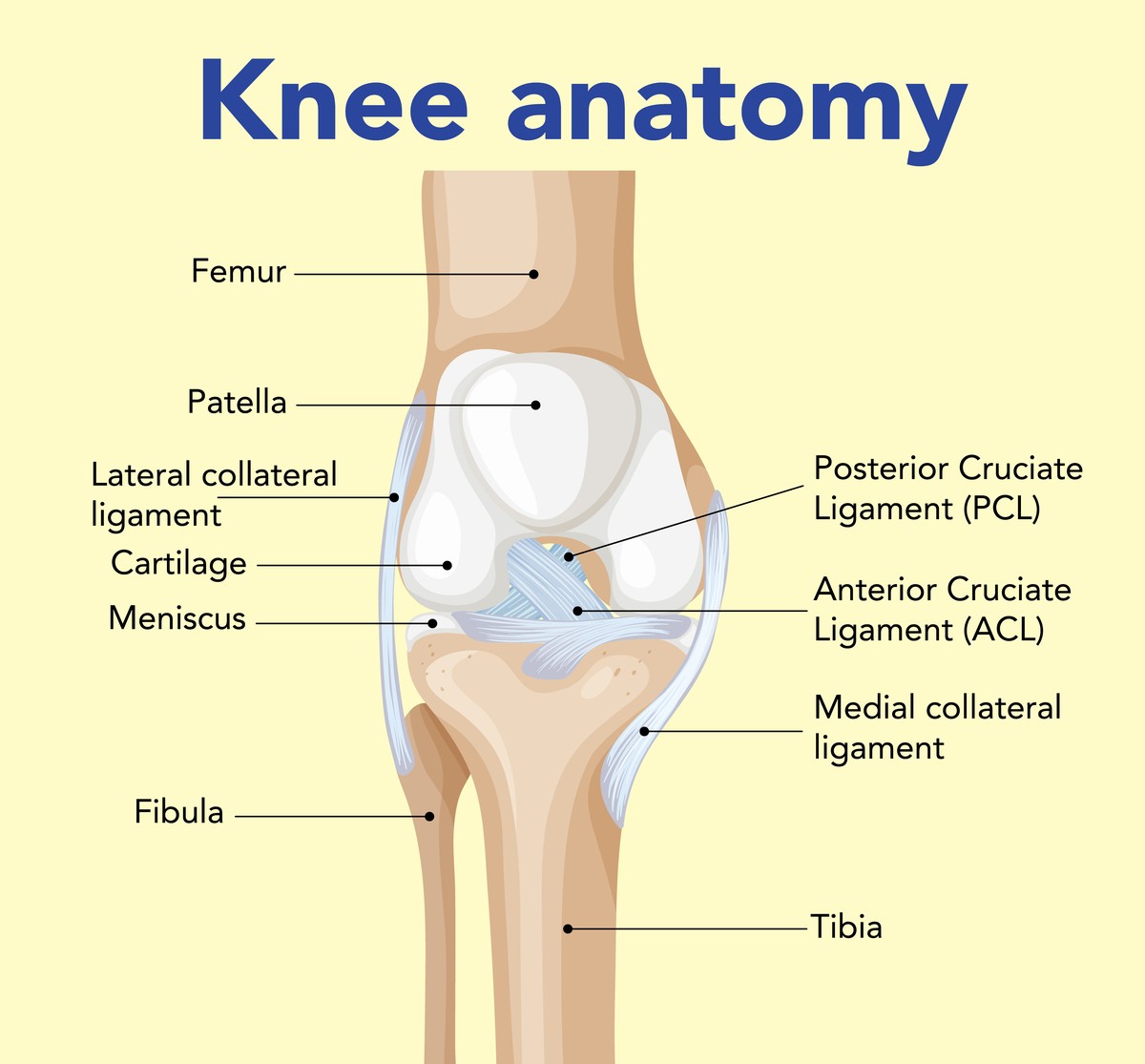 Diagrama anatômico da articulação do joelho mostrando fêmur, patela, menisco e ligamentos relevantes ao tratamento de acupuntura para dor no joelho, Boca Raton
