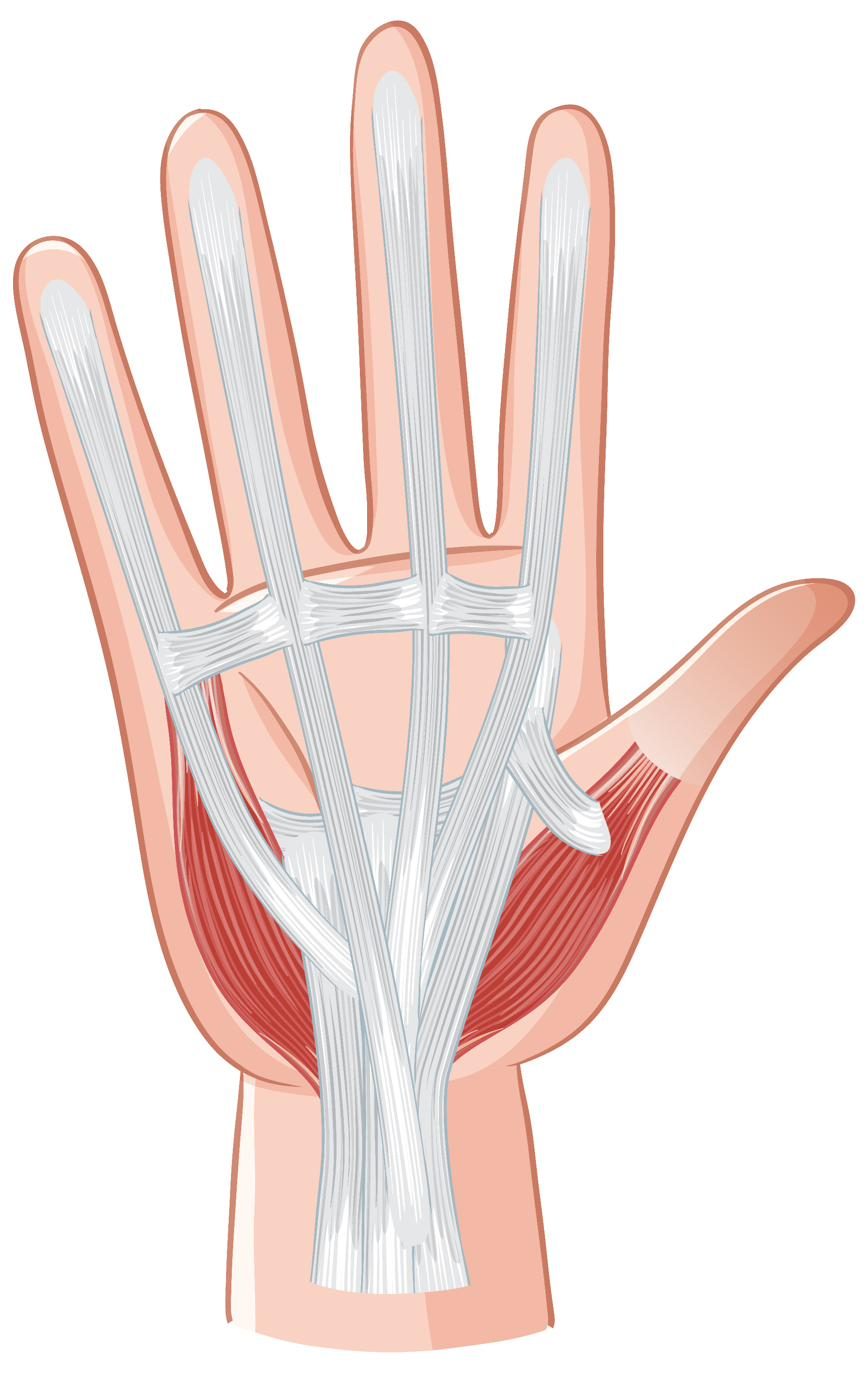Anatomical illustration of the hand tendons and ligaments of the palm relevant to carpal tunnel — carpal tunnel acupuncture Boca Raton, Ronen Rosenblatt Nir