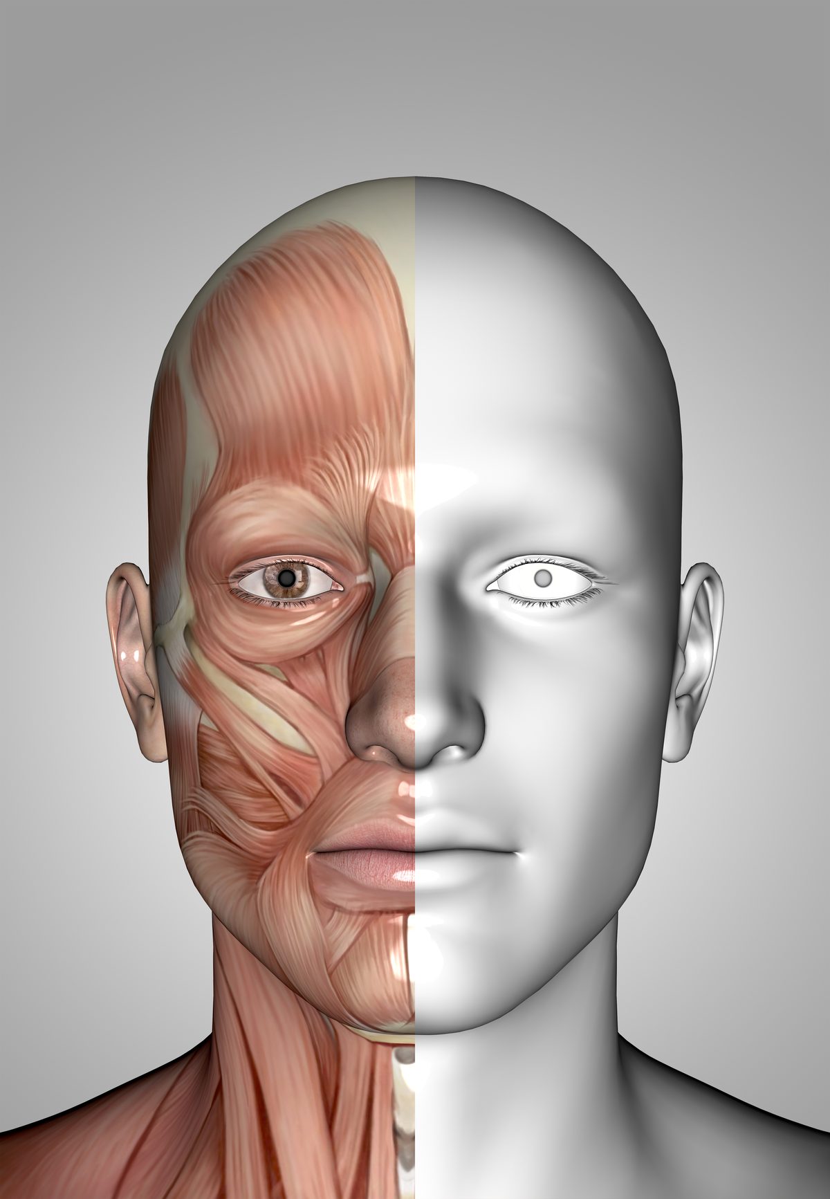 3D medical figure showing facial muscle and nerve anatomy on one half of the face — acupuncture for facial nerve pain and trigeminal neuralgia in Boca Raton by Ronen Rosenblatt Nir